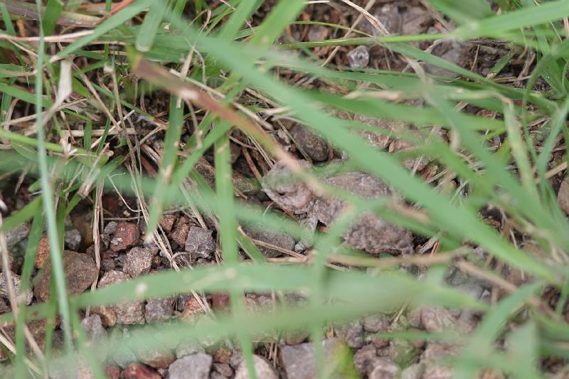 Mountain Short-horned Lizard FtDavisAug08.jpg